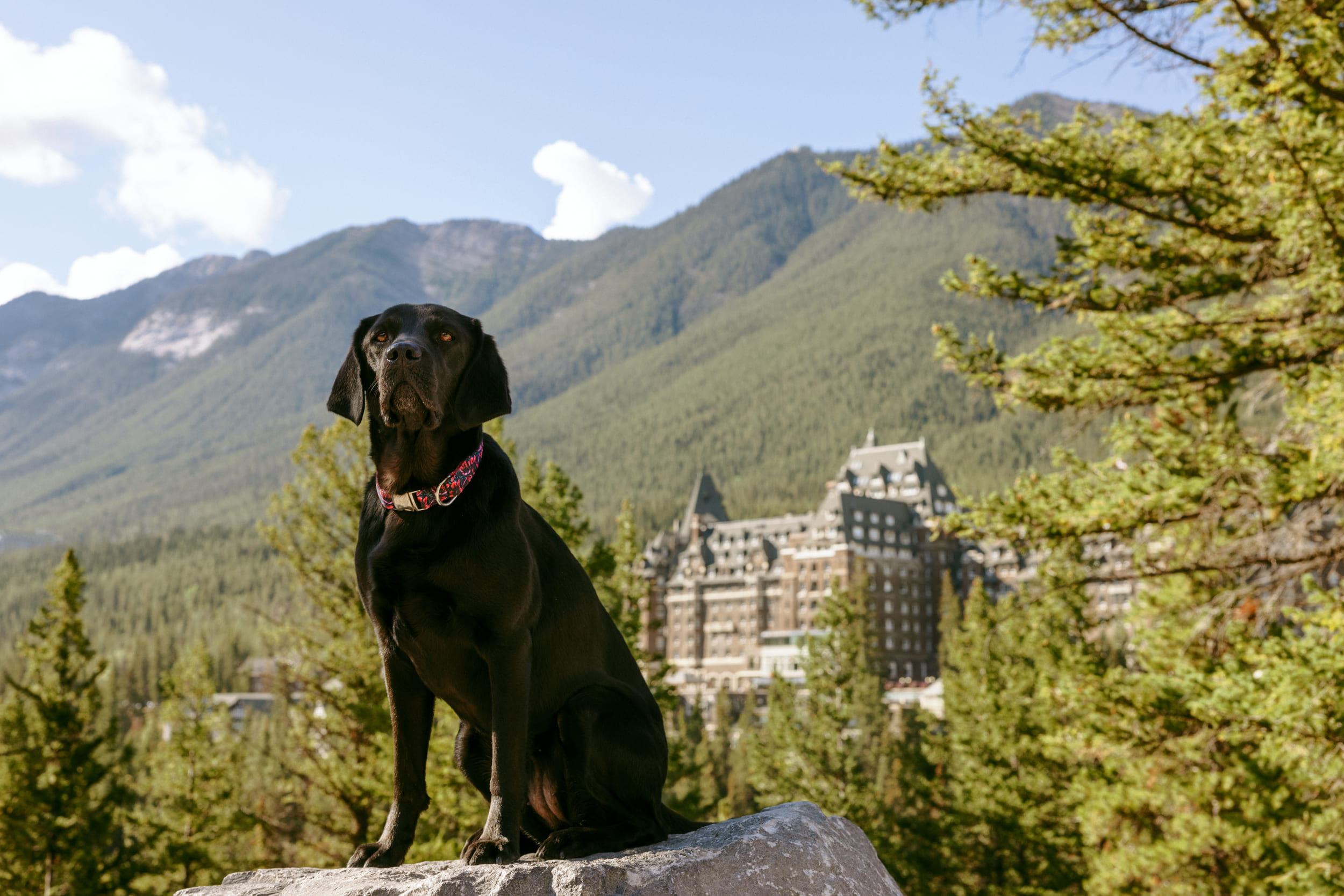 black lab sitting on a rock with a view of the resort in the background