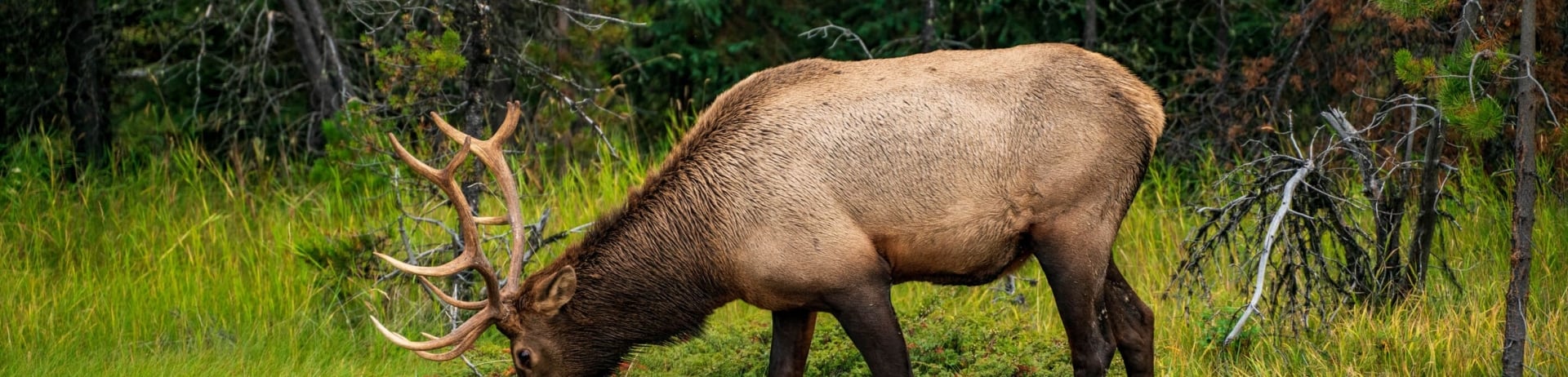Elk eating grass