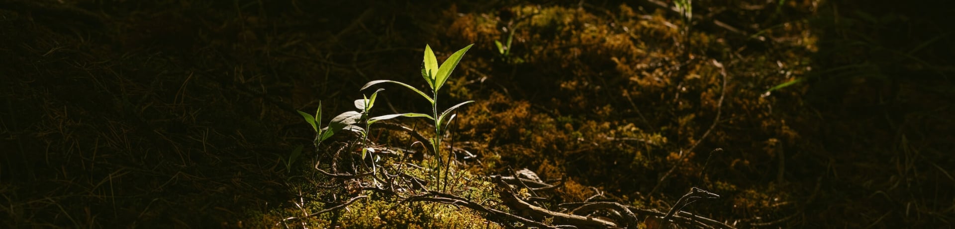 plants blooming in the forest