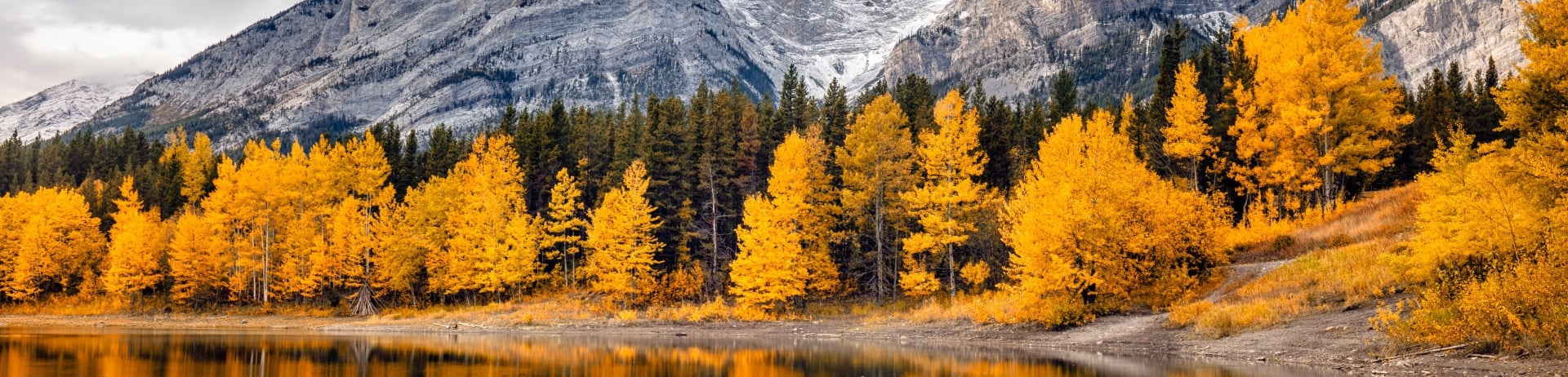 Larches, Fairmont Banff Springs