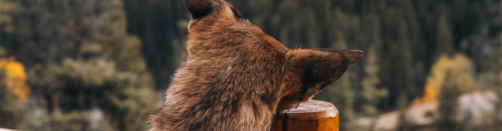 dog leaning on a ledge looking at the hotel from a distance