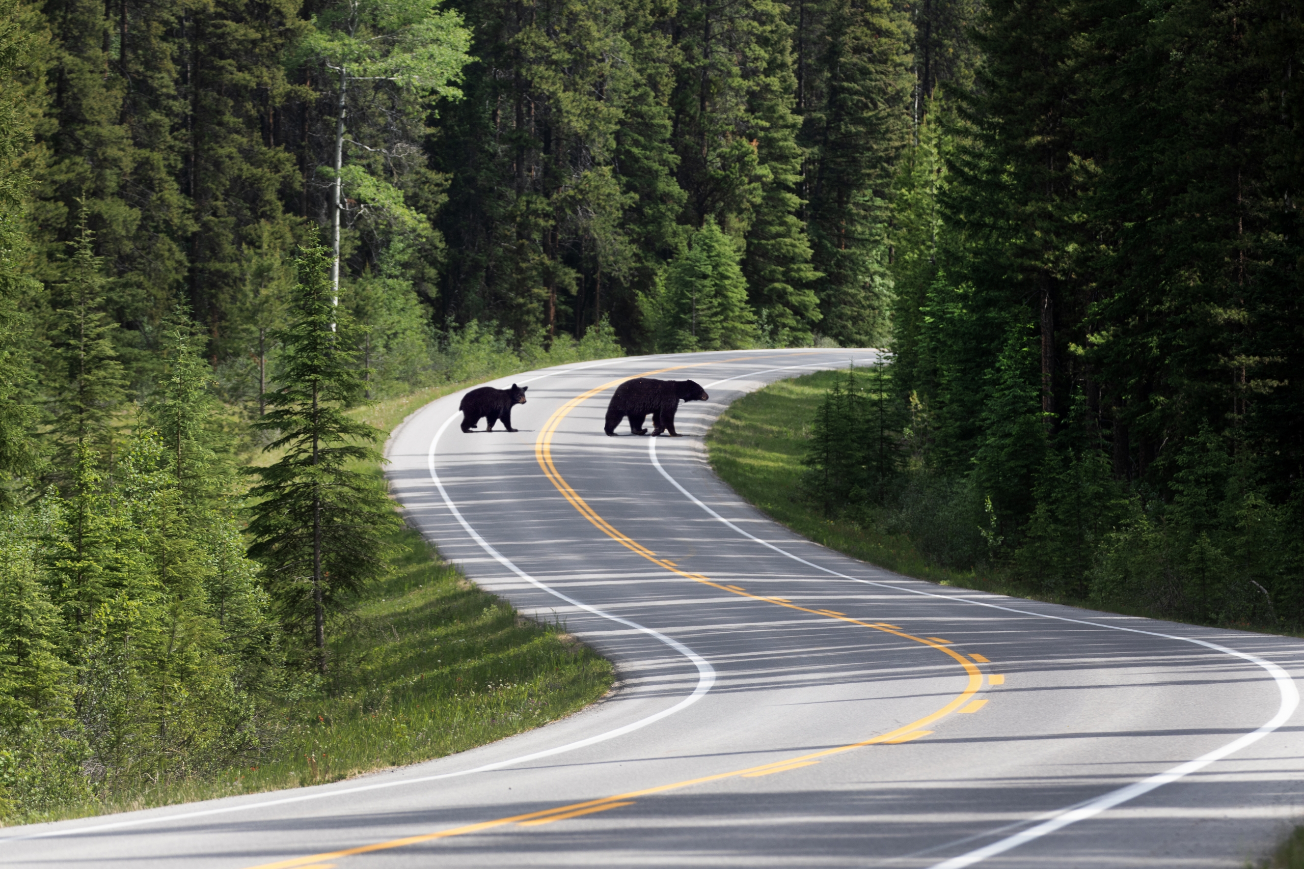 Mother Black bear and two year cub crossing road